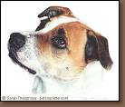 Callie - Mixed Breed Dog Painting