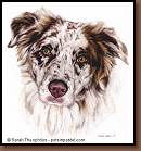 Hombre - Australian Shepherd Painting