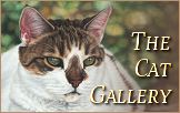 Cat Portraits Gallery