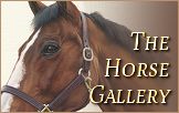 Horse Portraits Gallery