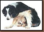Juno - Border Collie Painting