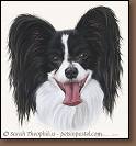Kona - Dog Portraits