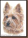 Maggie Mae - Yorkshire Terrier Portrait