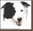 Maicie - Border Collie Painting