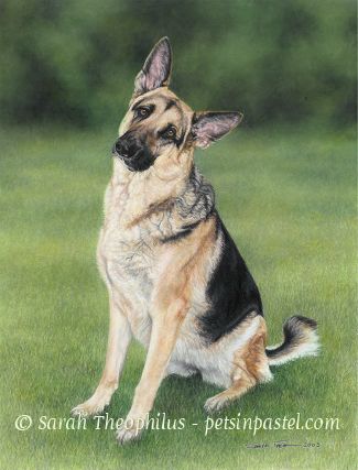 Brynne - German Shepherd Portrait