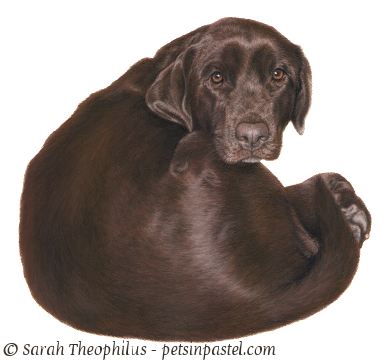 Grover - Chocolate Labrador Portrait