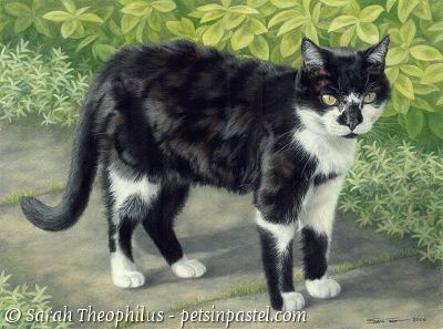 Portrait of Maverick