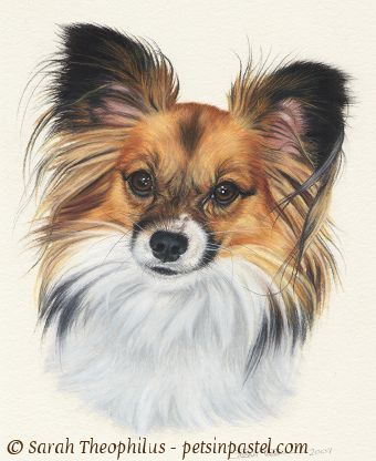Mykonos - Papillon Portrait