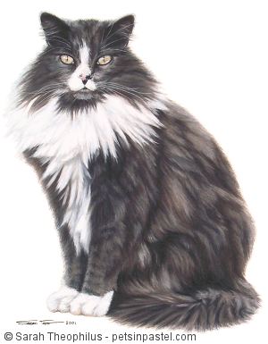 Portrait of Nimbus