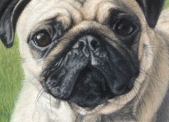 Piper & Bailey's detail