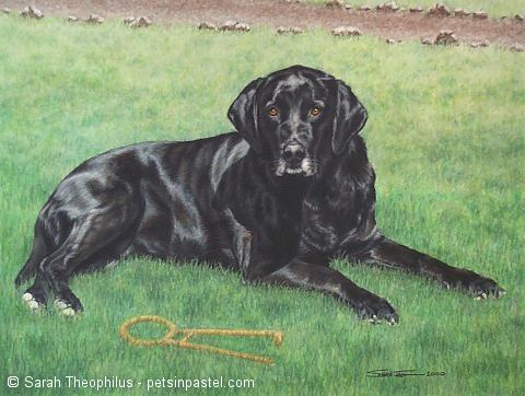Portrait of Toby