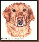 Tasha - Labrador Retriever Painting