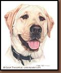 Tristan - Labrador Retriever Pastel Painting