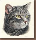 Wiley - Tabby Cat Portrait